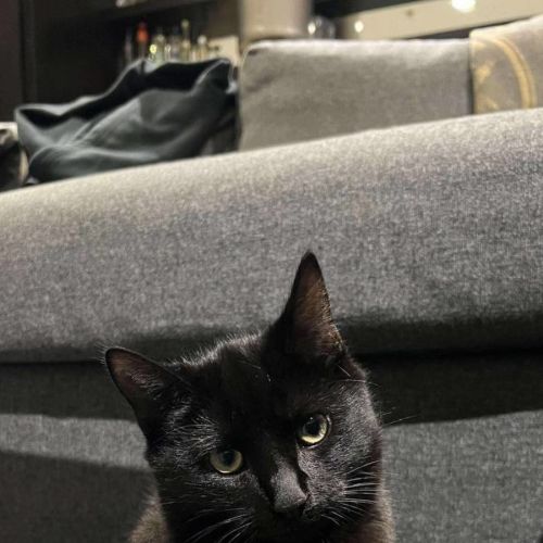 Toothless