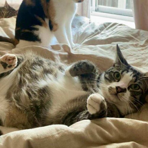 Blitzen - Located in Bacchus Marsh