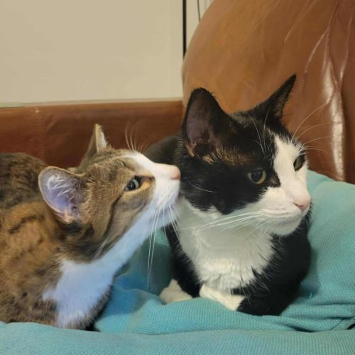 Loki & Pudding - Located in Coburg