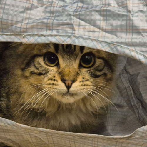 Wookie - Located in Templestowe