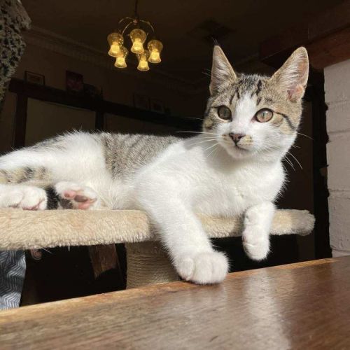 Mr White - Located in Reservoir