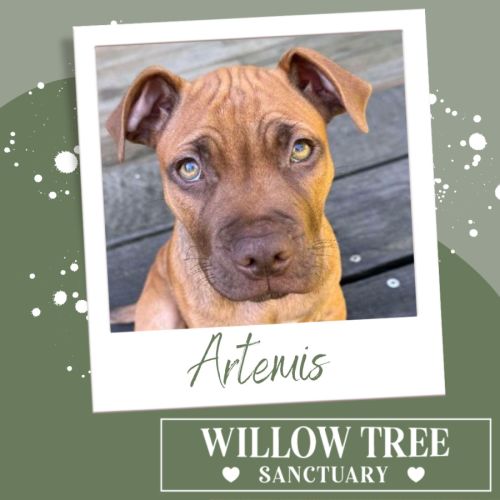 Artemis