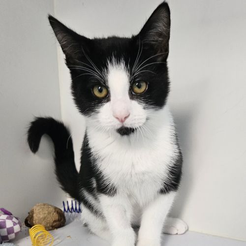 Sylvester 