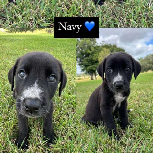 Navy