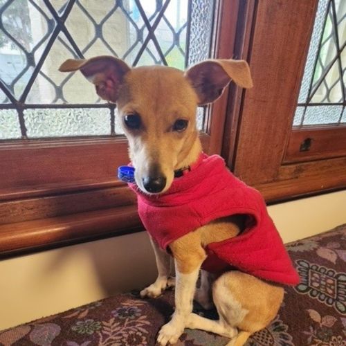 Sally - 18 Month Old Italian Greyhound x 