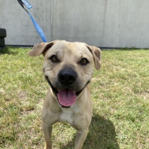 No photo for Poncho (62163)