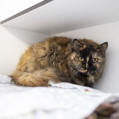 Sabrina