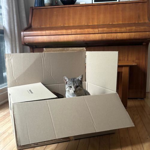 Benji - Assisted Rehoming