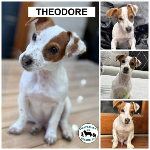 Theodore 
