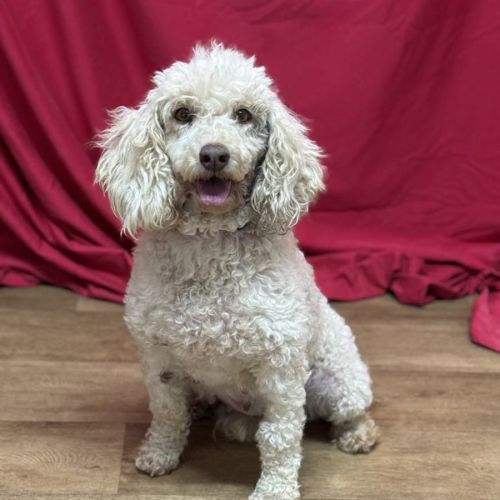 No photo for Emmylou