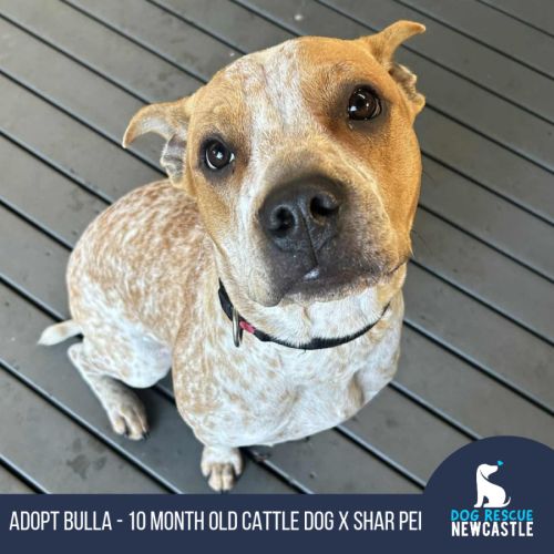 Bulla - 10 Month Old Cattle Dog X Shar Pei