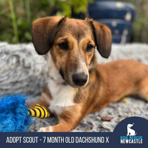 Scout - 7 Month Old Dachshund X