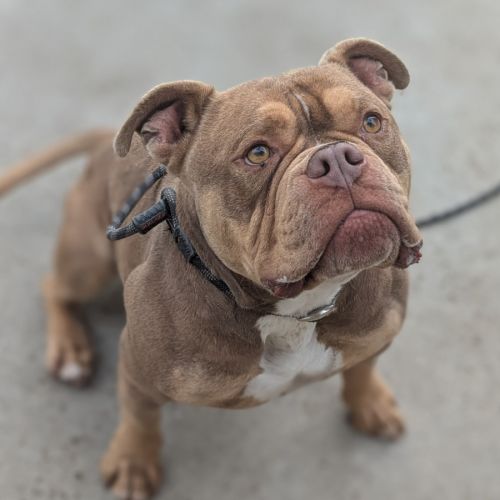 🐍 Walton Doggins 6196 🐍