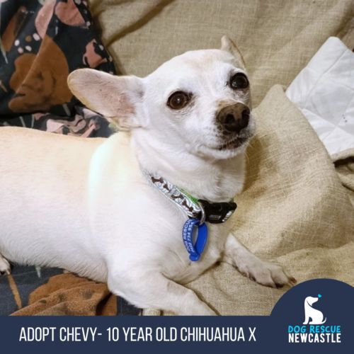 Chevy 🚗 Chihuahua x Dachshund (On Trial 13/6/25)