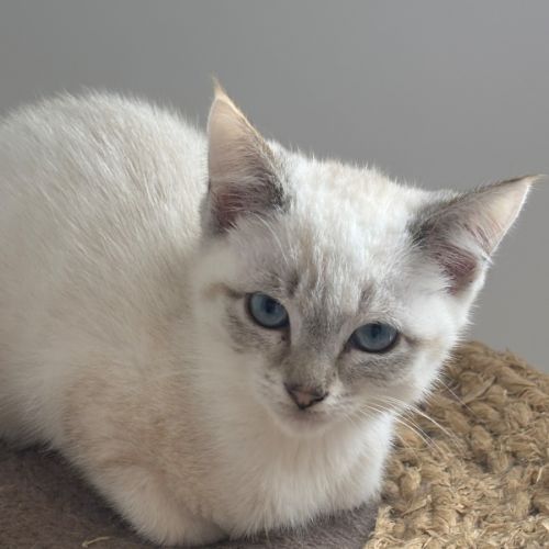 Alaska meet me@Petstock Mornington Nepean hwy