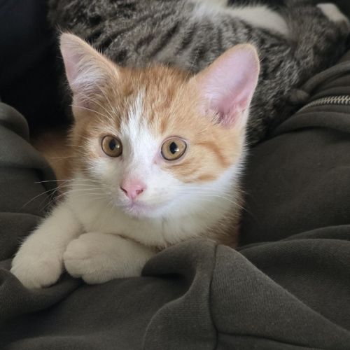 George meet me@Petstock Chelsea store