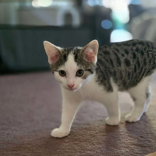 Aspen meet me@Petstock Chelsea store 