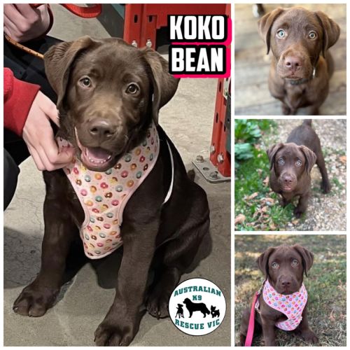 Koko Bean 