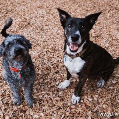 Oscar and Annika Newhaven