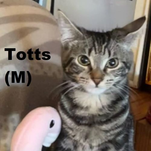 Totts