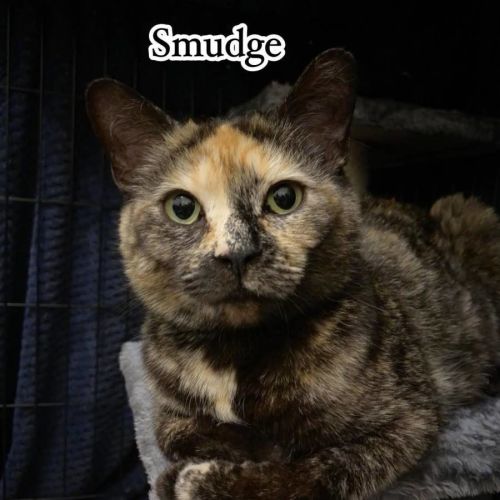 Smudge