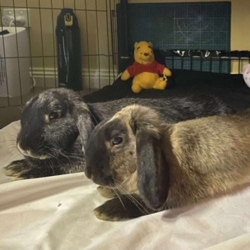 No photo for Ace & Alpha