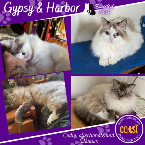 Gypsy and Harbor