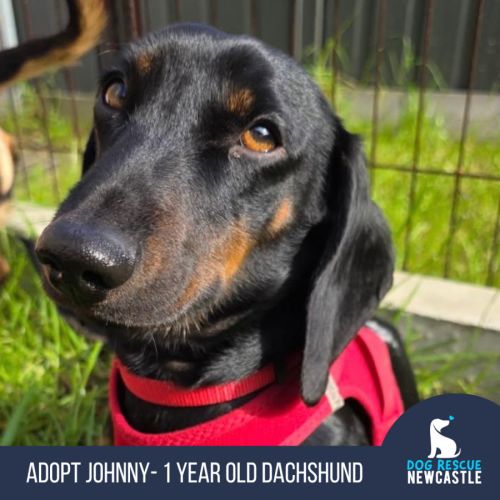 Johnny - 1 Year Old Dachshund