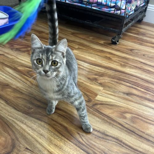 Rose - Now available at PETquarters Rutherford