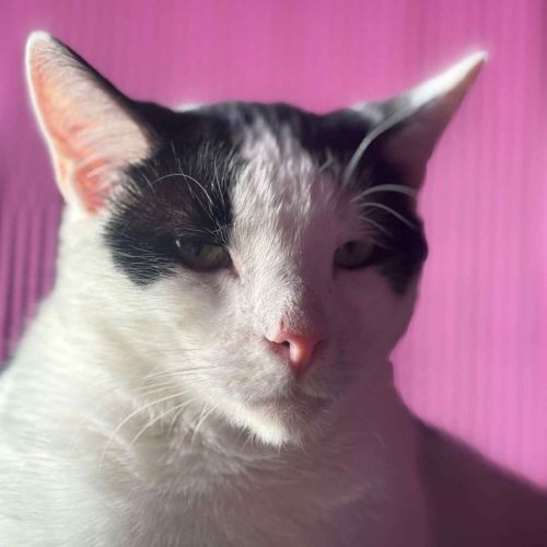 No photo for Gherkin