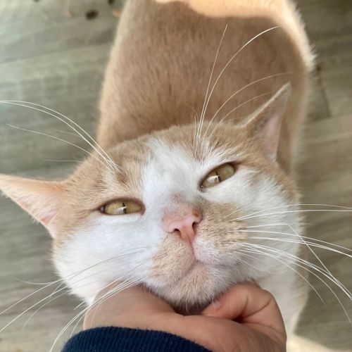 Nacho