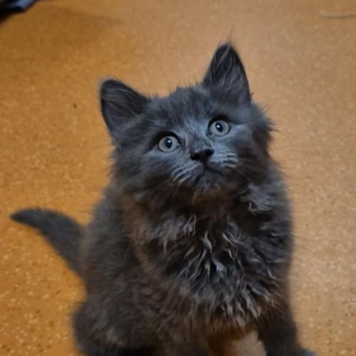 Peanut