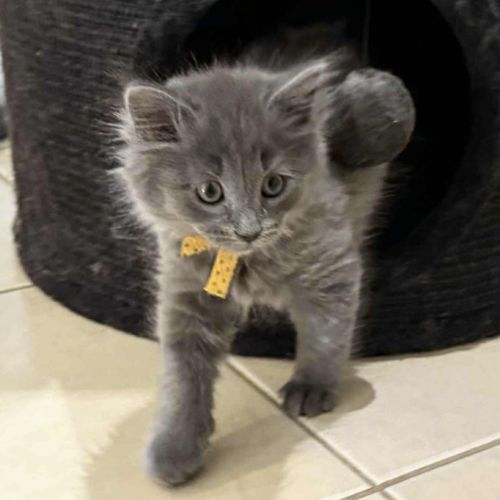 Richo ** 2nd Chance Cat Rescue**