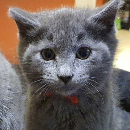 Harvey ** 2nd Chance Cat Rescue**