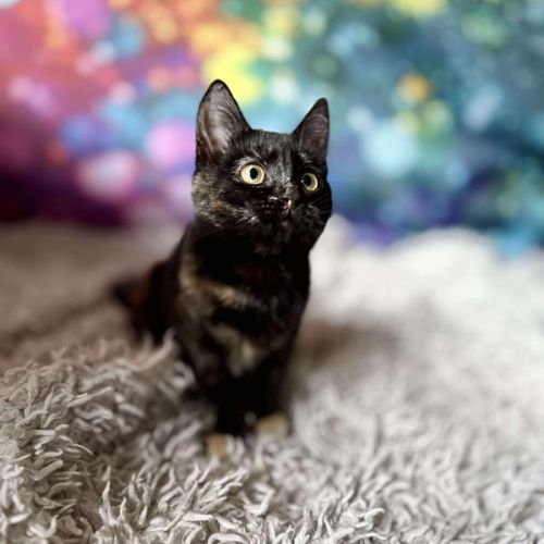 Vangel - Located in East Brunswick