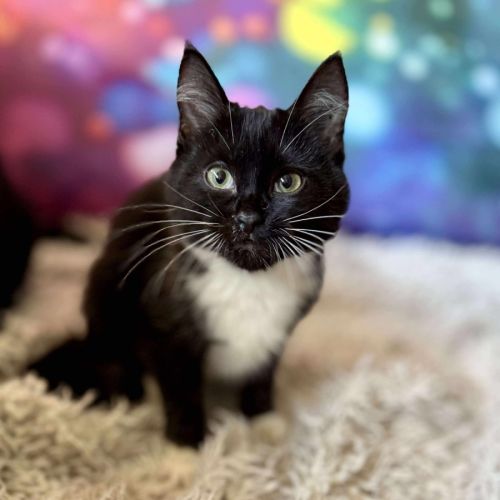 Violet - Located in East Brunswick 