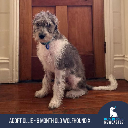 Ollie - 6 Month Old Wolfhound X