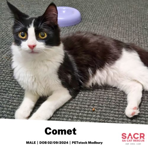 Comet