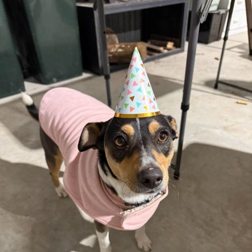 Zena - 1.5 Year Old Fox Terrier X