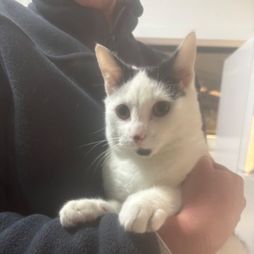 Meow Meet me @ petstock Hastings