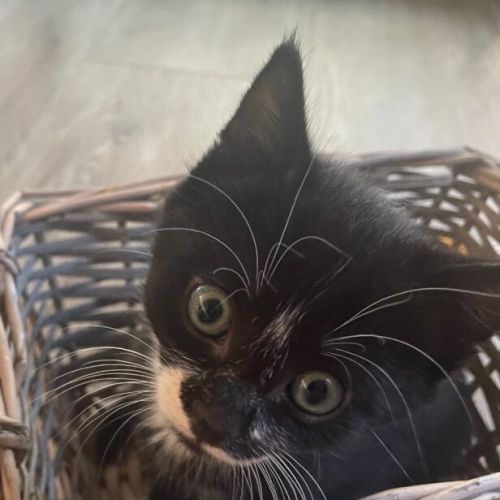 Lamount nee Megatron