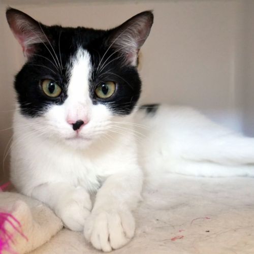 No photo for Spencer Rsta012243