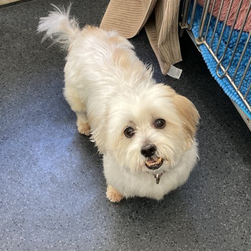 Coco