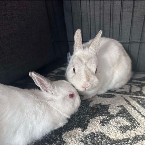 Anna-Bella & Calyspo