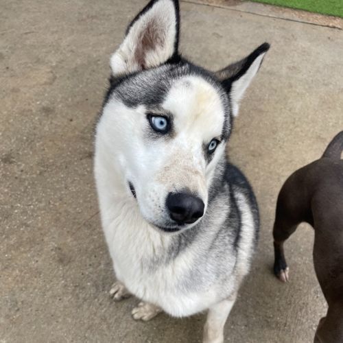 Cheeko