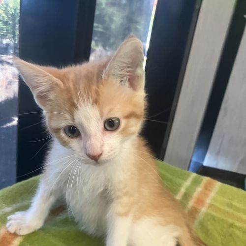 Captain Nathaniel Flint