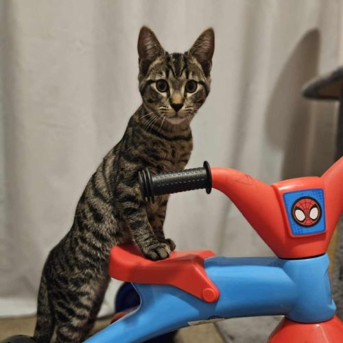 Oscar - Located in Boronia 