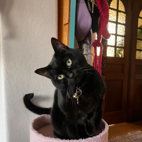 No photo for Luna Kitty   In Foster Care In Mount Martha