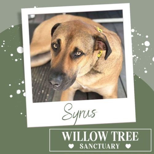 Syrus