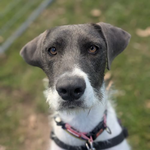 Stella